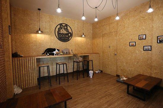 Doo Cat Cafe Phuket